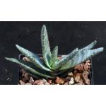 Aloe conifera 5-inch pots