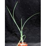 Aloe cooperi 3-inch pots