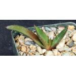Aloe cryptopoda hybrids 3-inch pots