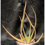 Aloe cryptopoda hybrids one-gallon pots