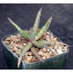 Aloe cv Blue Hawaii 5-inch pots
