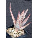 Aloe cv Pink Blush 2-inch pots