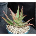 Aloe cv Red Neon 8-inch pots