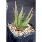 Aloe cv Red Neon one-gallon pots