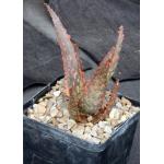 Aloe cv Red Neon 5-inch pots