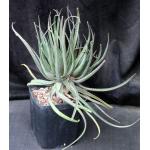 Aloe cv Safari Sunrise one-gallon pots