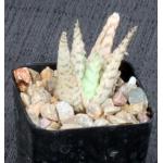Aloe cv Wunderkind 2-inch pots
