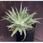 Aloe cv Mona Loa 2-gallon pots