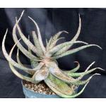 Aloe cv Chartreuse Chanteuse 8-inch pots