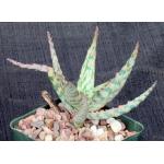 Aloe cv Mona Loa 4-inch pots