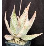 Aloe cv Delta Lights 5-inch pots