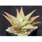 Aloe cv Firecracker 4-inch pots