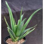 Aloe cv Hercules 2-gallon pots