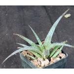 Aloe cv Hey Babe 2-inch pots