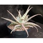 Aloe cv Mona Loa 8-inch pots