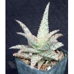 Aloe cv Pink Lace 5-inch pots