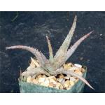 Aloe cv Raspberry Ruffles 3-inch pots