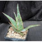 Aloe cv Red Neon 5-inch pots