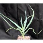 Aloe cv Scarlet Rockets one-gallon pots
