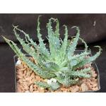 Aloe cv Scott McDermott one-gallon pots