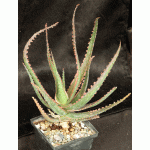 Aloe cv Coral Fire 5-inch pots