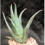 Aloe cv Diablo 5-inch pots