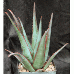 Aloe cv Diablo one-gallon pots