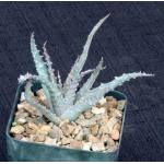 Aloe cv Scott McDermott 4-inch pots