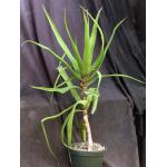 Aloe dawei 10-inch pots