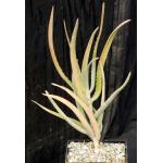 Aloe decaryi 5-inch pots