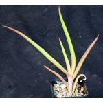 Aloe decurva 2-inch pots