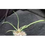 Aloe delphinensis 4-inch pots
