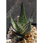 Aloe deltoideodonta variegata Rauh 5-inch pots