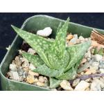 Aloe descoingsii ssp. augustina 2-inch pots