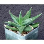 Aloe descoingsii x calcairophila 2-inch pots