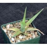 Aloe descoingsii x calcairophila 4-inch pots