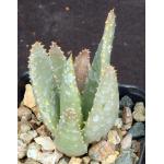 Aloe dichotoma 2-inch pots