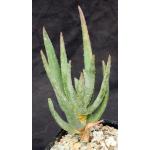 Aloe dichotoma 5-inch pots