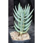 Aloe dichotoma one-gallon pots