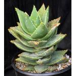 Aloe distans 3-gallon pots