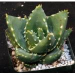 Aloe distans 4-inch pots
