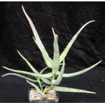 Aloe divaricata 5-inch pots