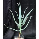 Aloe divaricata one-gallon pots