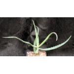 Aloe tulearensis 5-inch pots