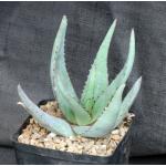 Aloe elegans one-gallon pots