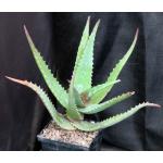 Aloe elgonica 5-inch pots