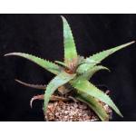 Aloe elgonica one-gallon pots