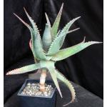 Aloe elgonica one-gallon pots