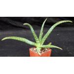 Aloe ellenbeckii 4-inch pots