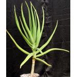 Aloe eminens 2-gallon pots